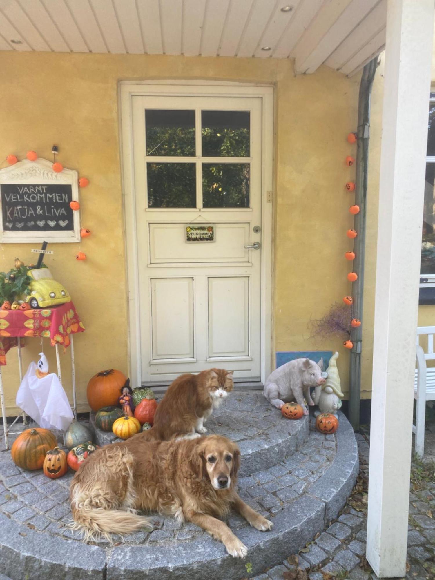 Katja B&B Roskilde Tutti Frutti Home Hedehusene Екстериор снимка